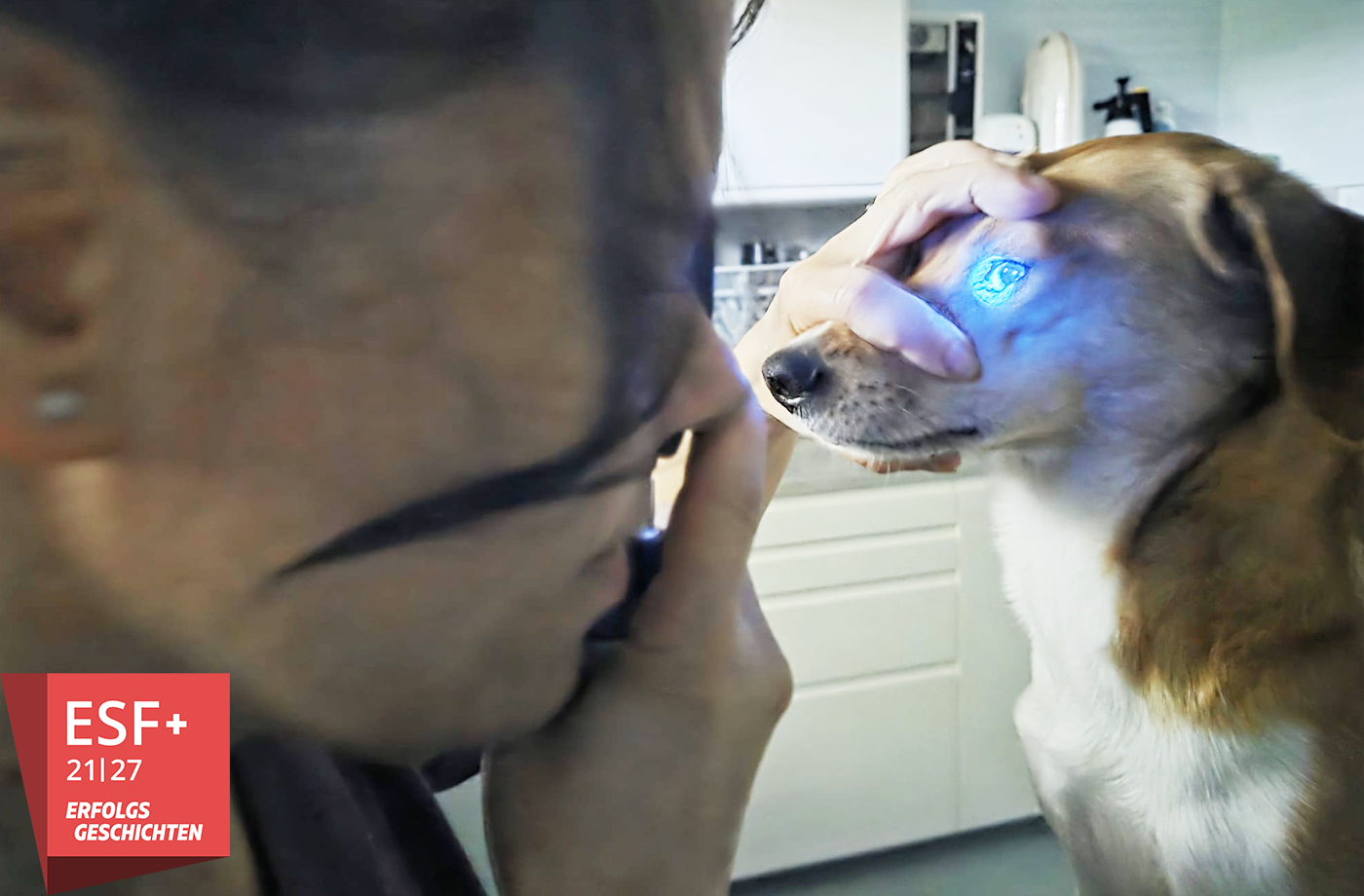 Eine Tierärztin untersucht das Auge eines Hundes mit einem speziellen Gerät. 